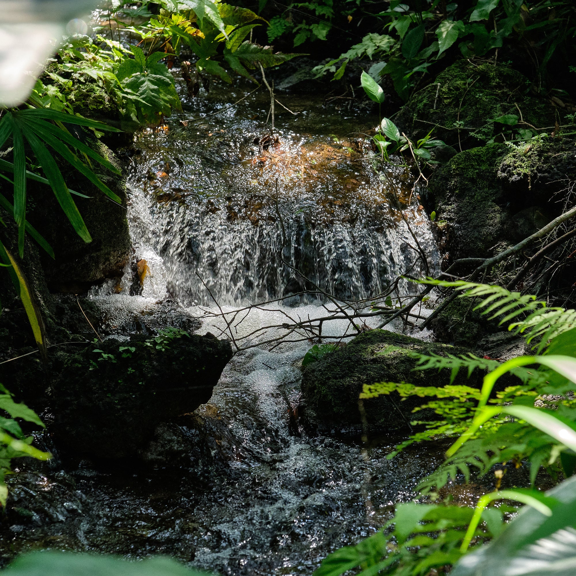 Tropical Waterfall YoungerSkin Cleancare
